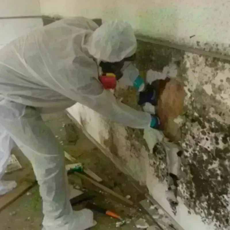 Mold Remediation and Removal in Mason, MI